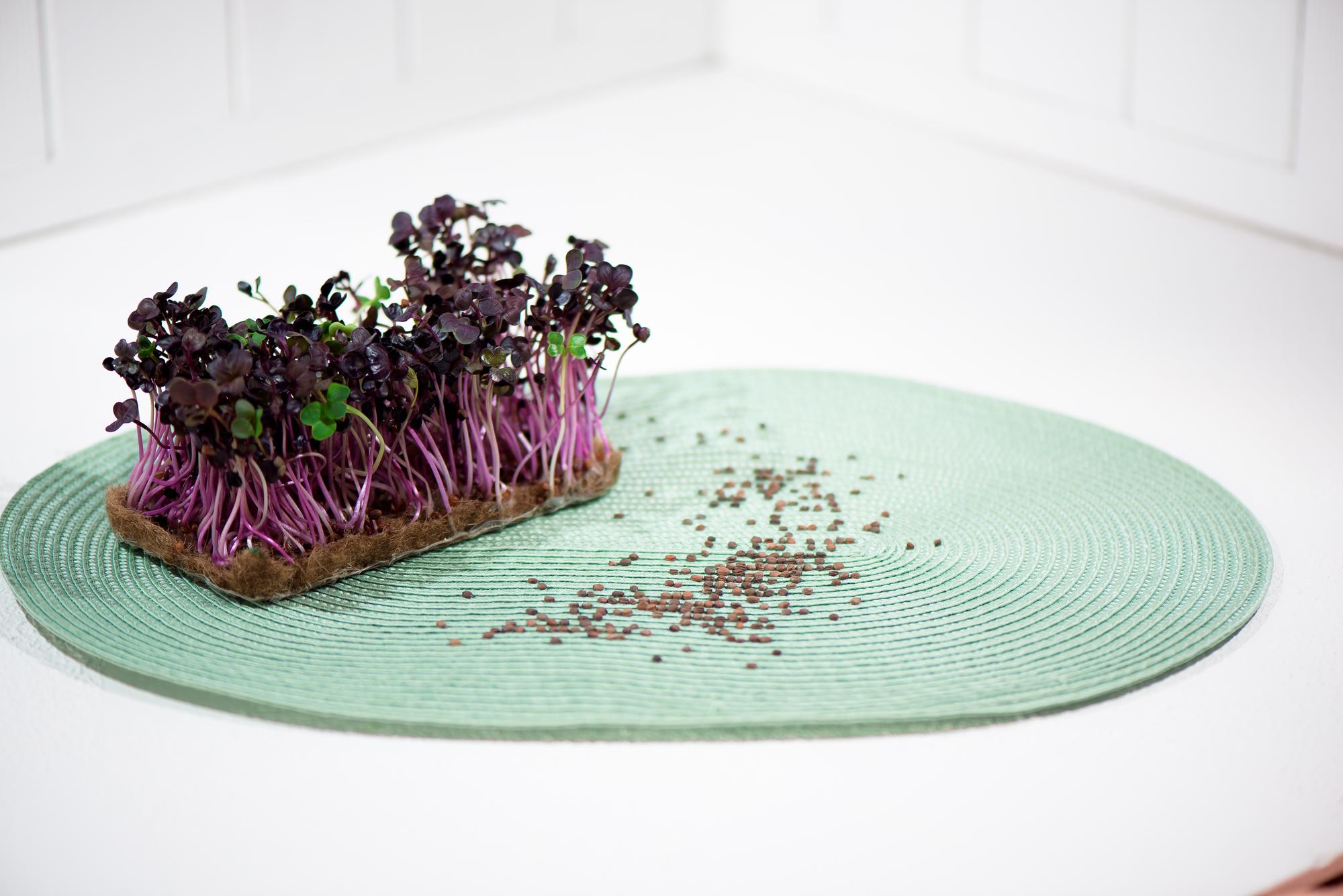 tasting menu plate with microgreens